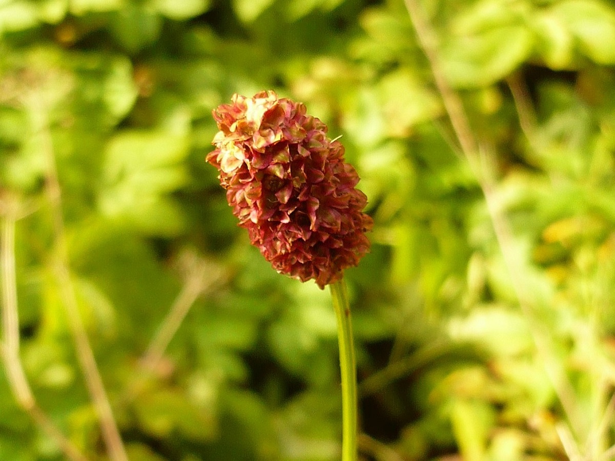 Sanguisorba officinalis (Rosaceae)